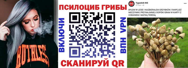 купить наркоту  Оренбург  Галлюциногенные грибы Psilocybine cubensis 